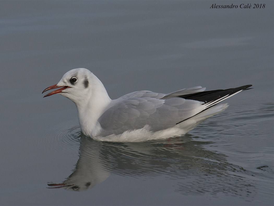 Larus ridibundus (Gabbiano comune) 7969