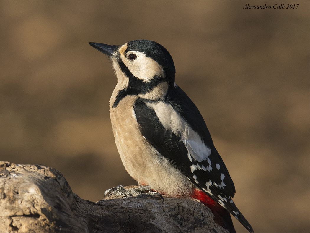 Dendrocopos major (Picchio rosso maggiore F ) 5627