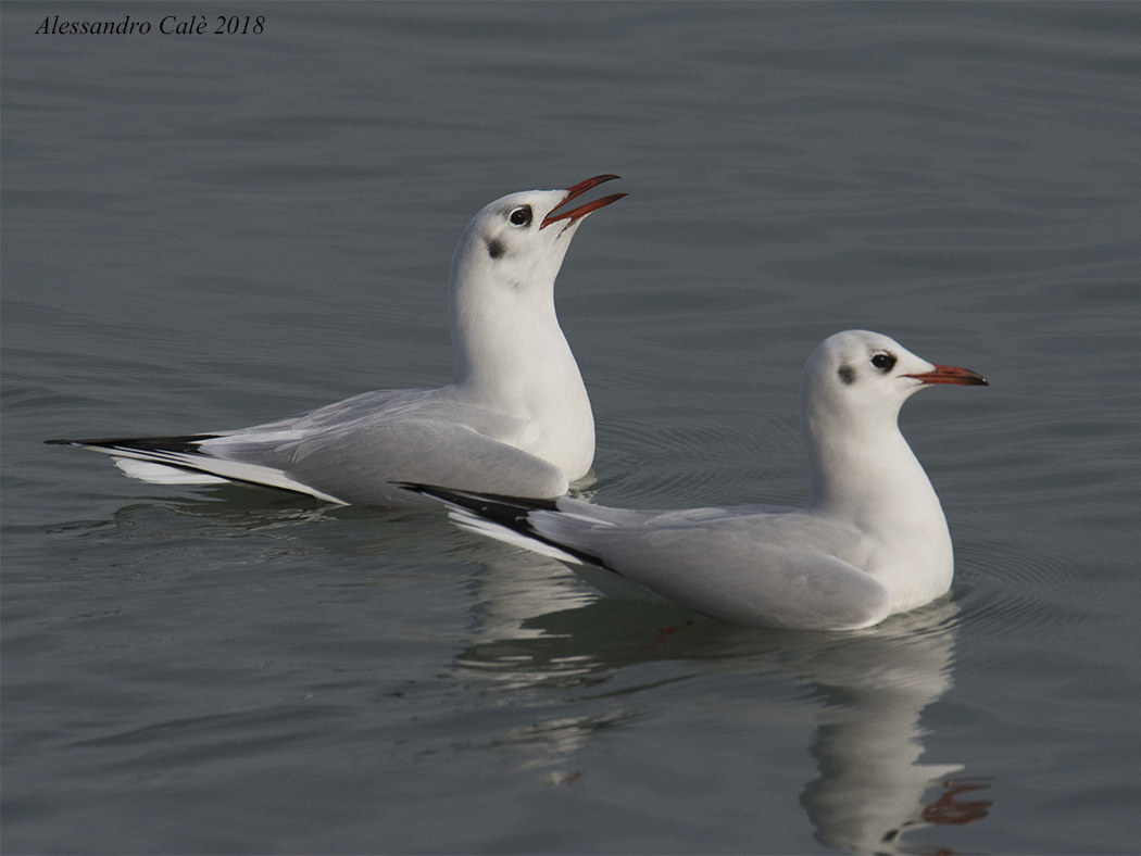 Larus ridibundus (Gabbiano comune) 7920