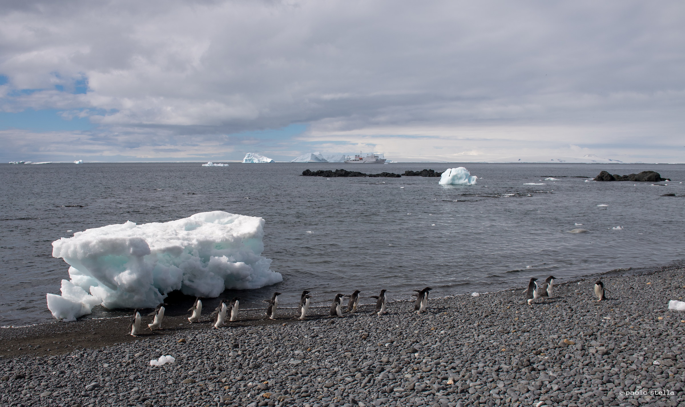 Adélie penguin (Pygoscelis adeliae)