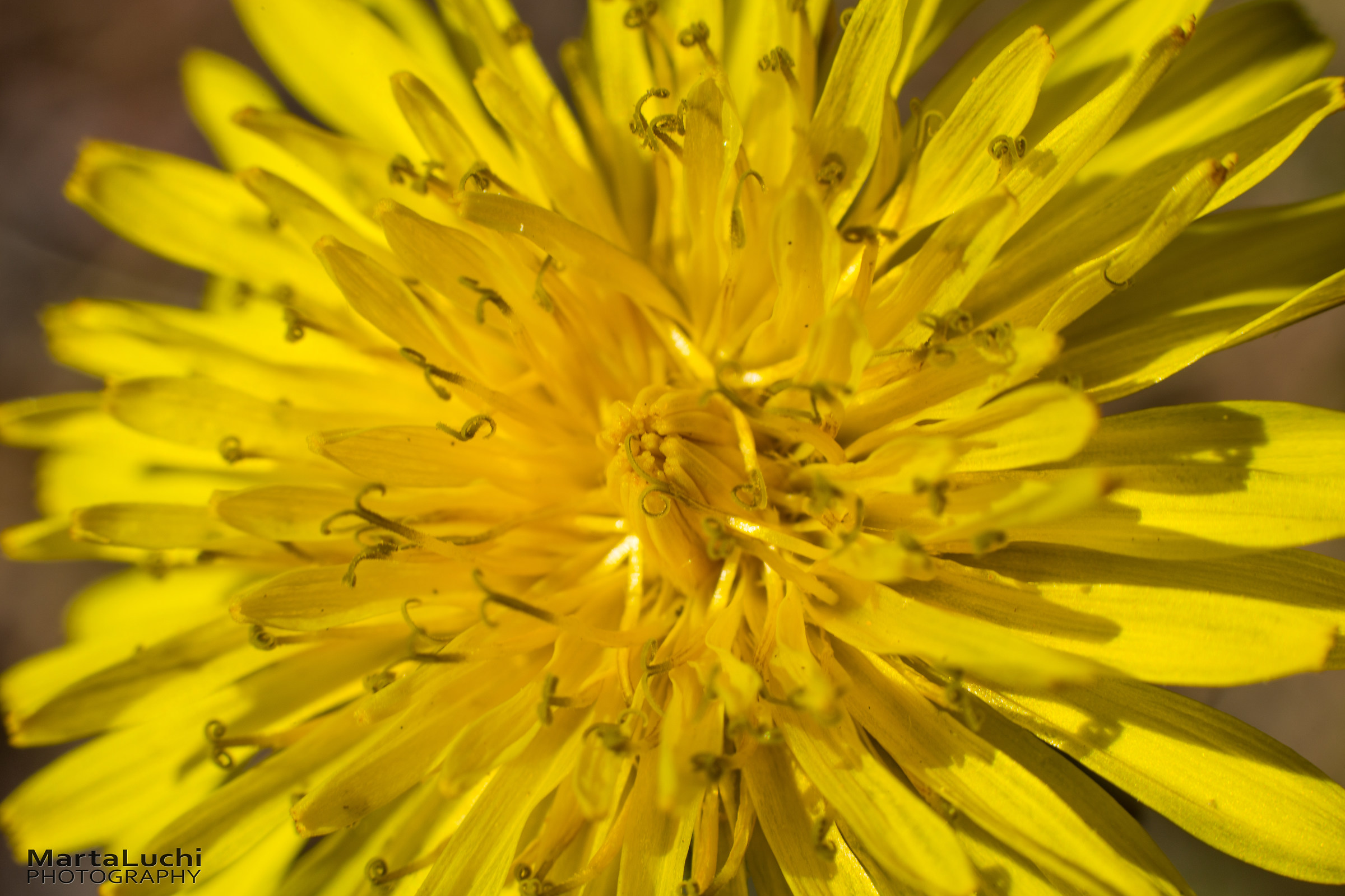 Dandelion