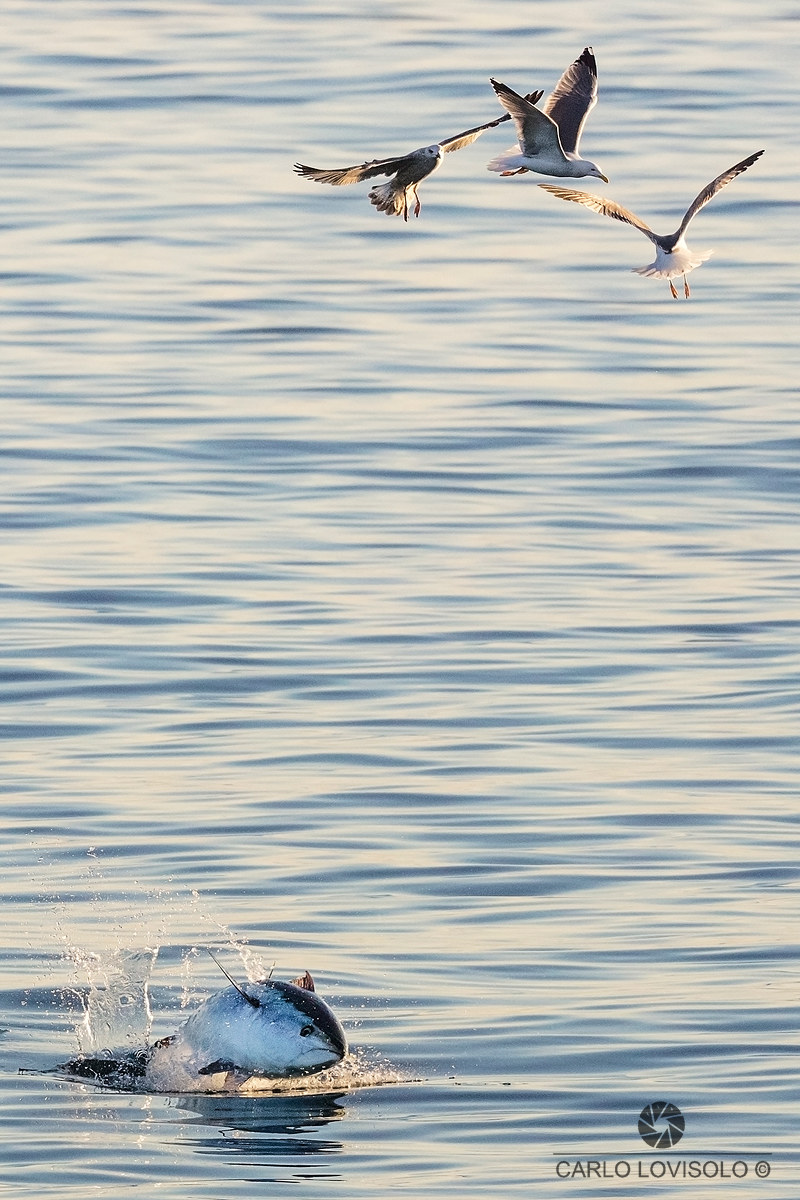 Ligurian sea tuna palamita and real seagulls