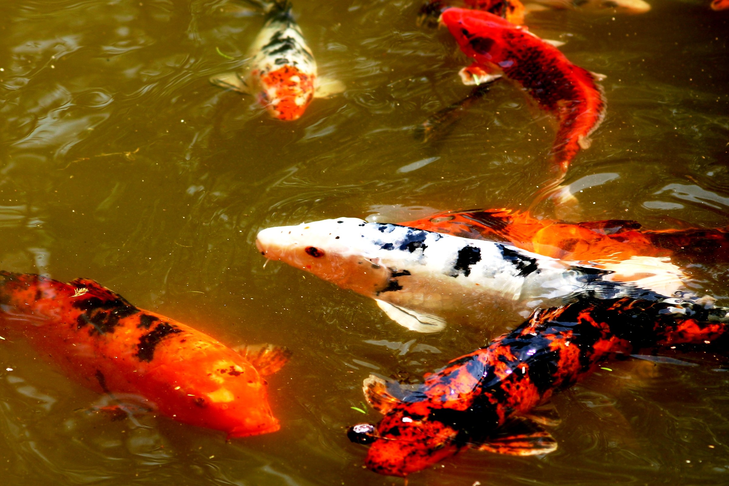 Multicolor Japanese carps
