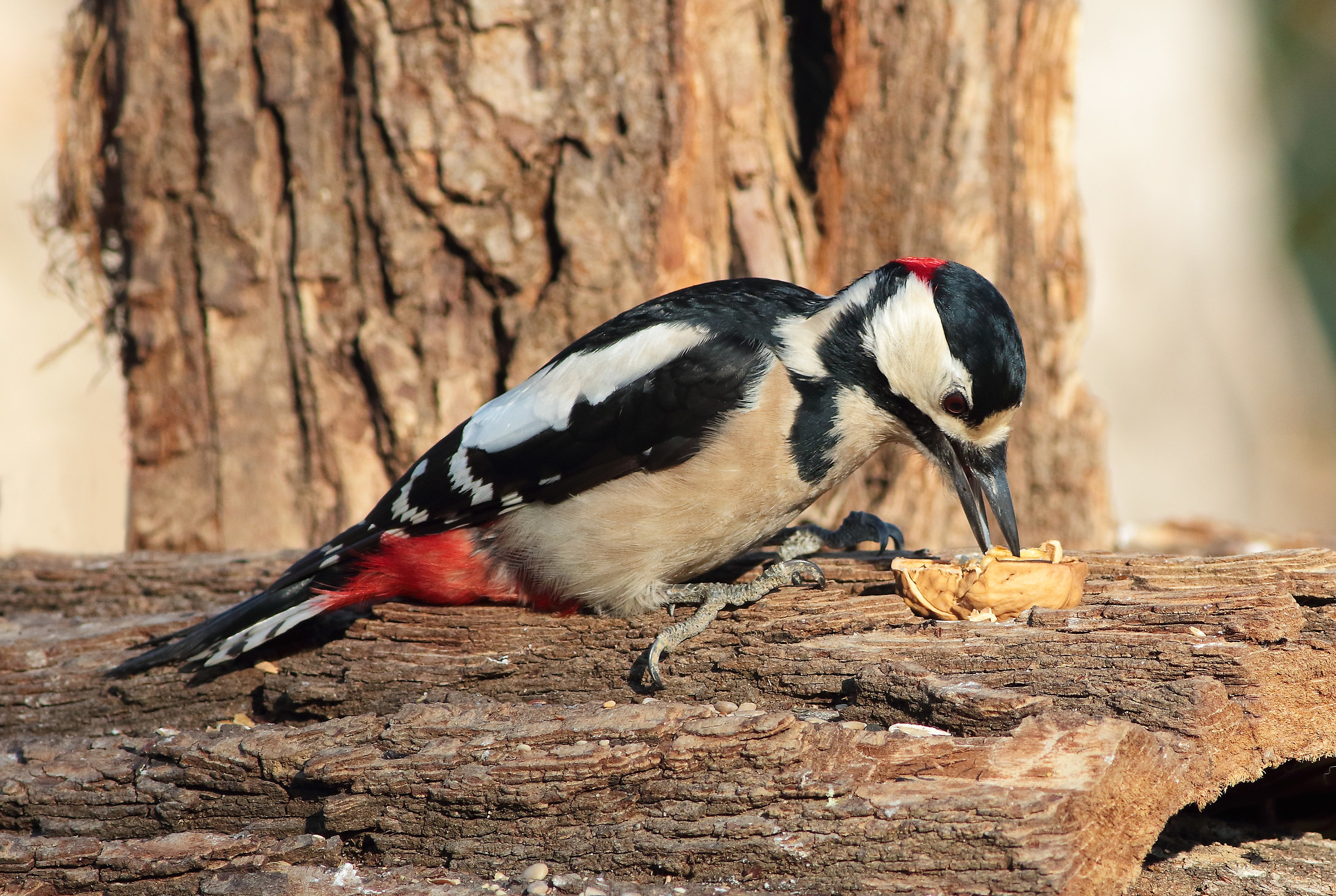 Picchio rosso maggiore m.
