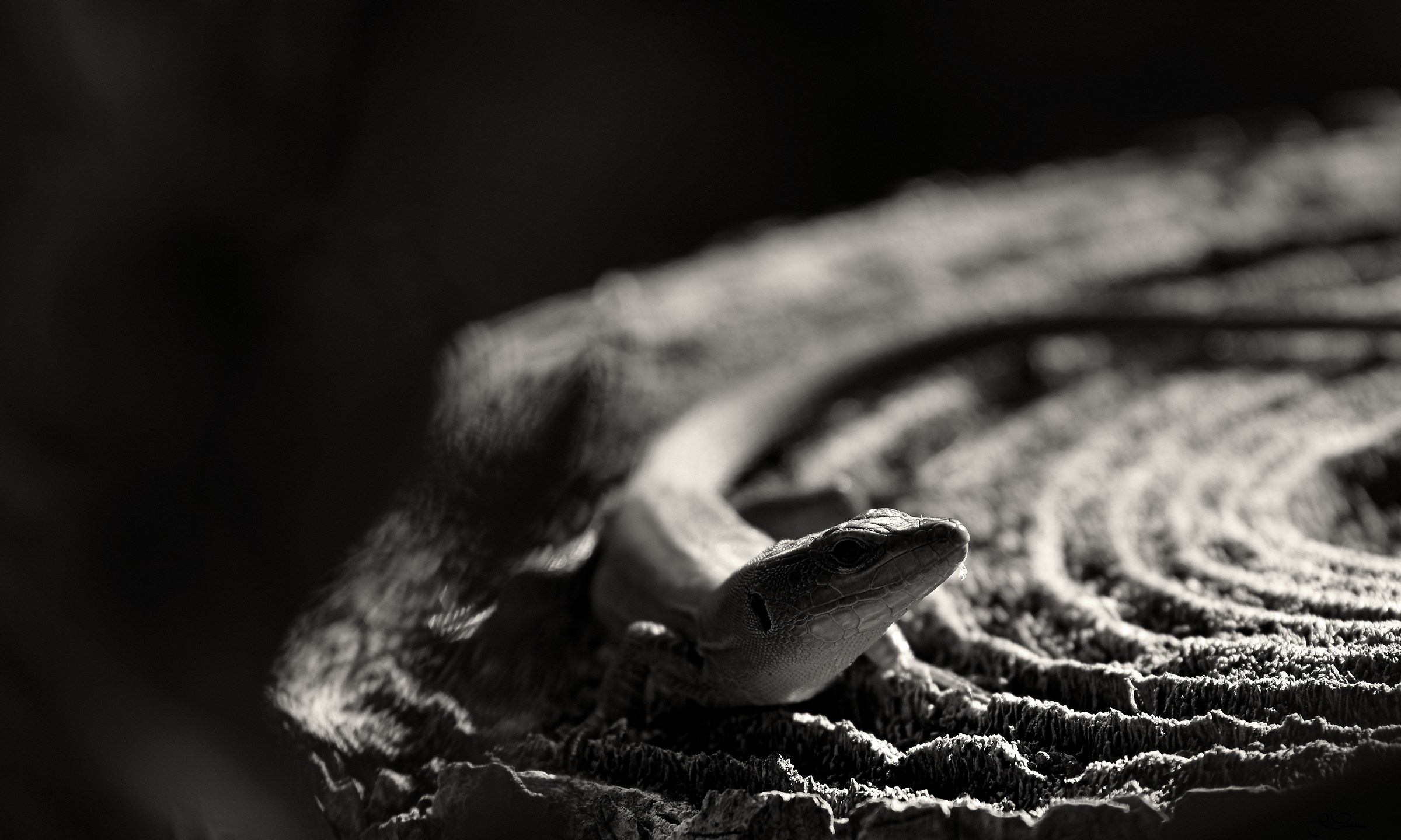 Nature *** Lizard ***