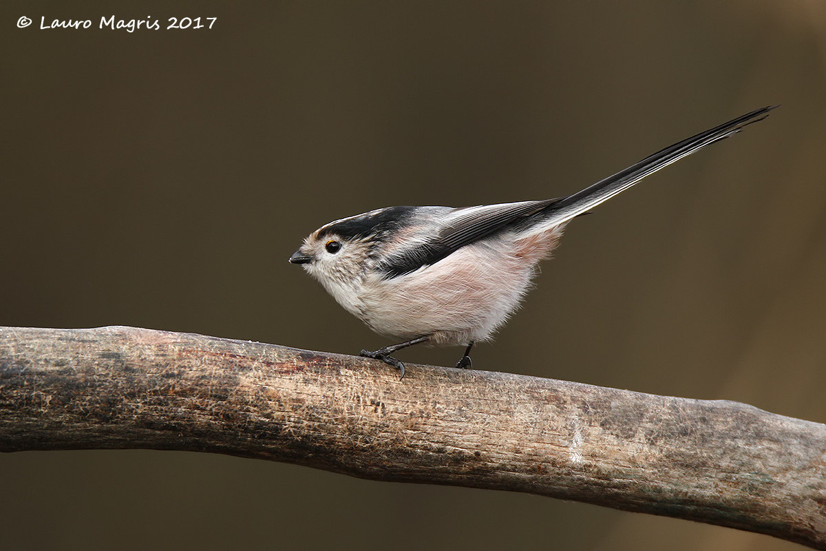 Long-tailed Tit