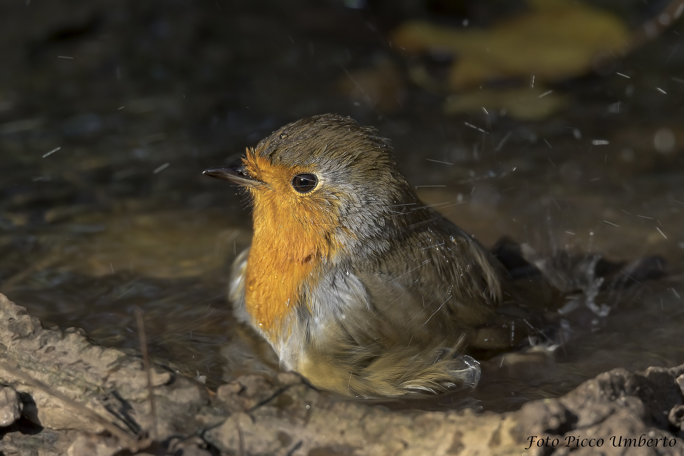 pettirosso con spruzzi d acqua