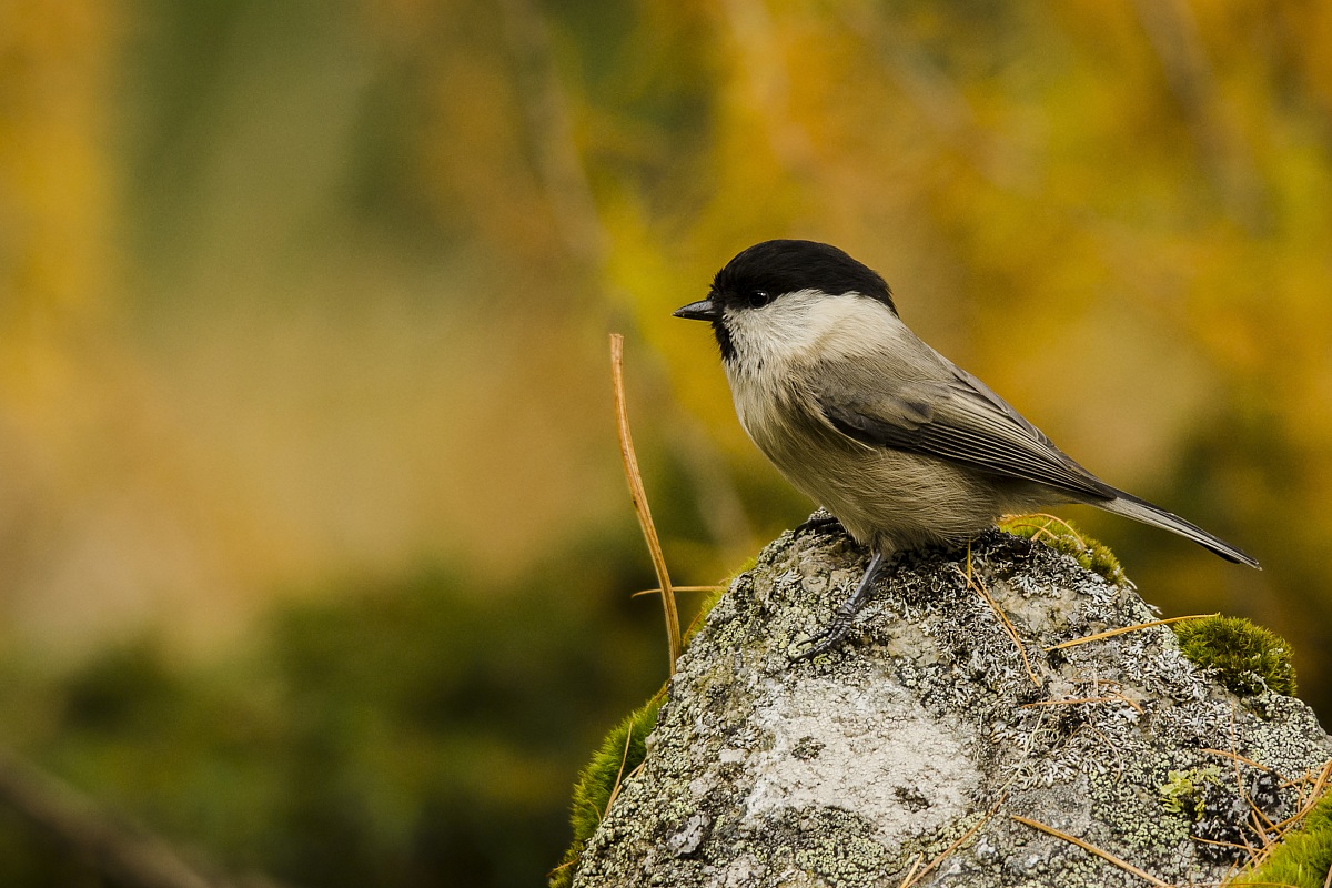 The Tit Bigia Alpestre