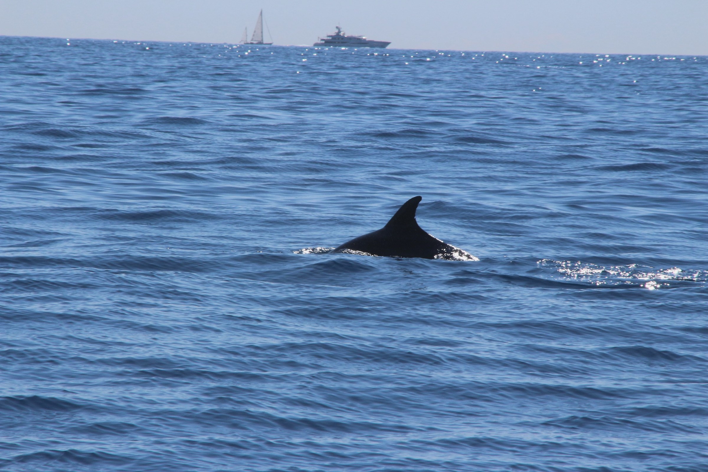 The dolphin dives and goes .......