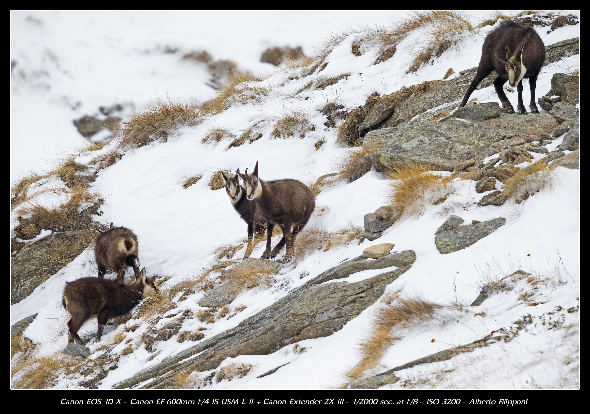 Camosci del Gran Paradiso