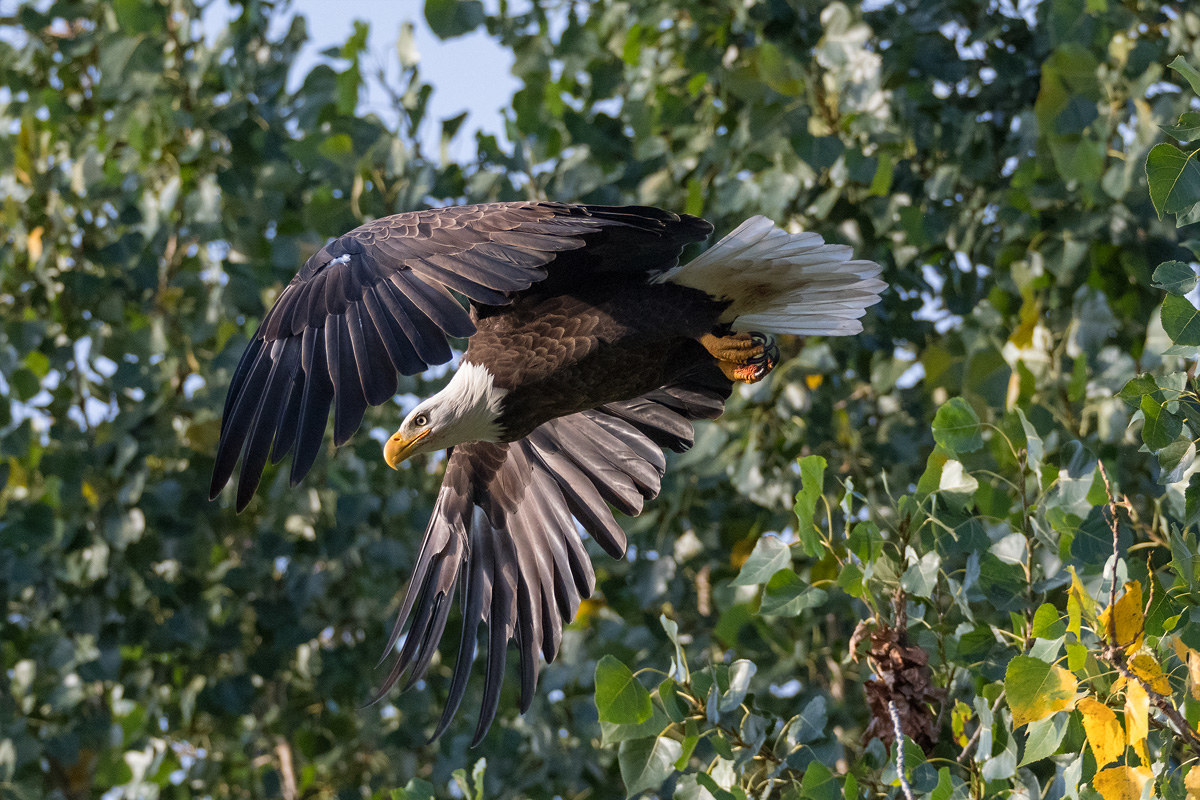 Bald Eagle , Wisconsin