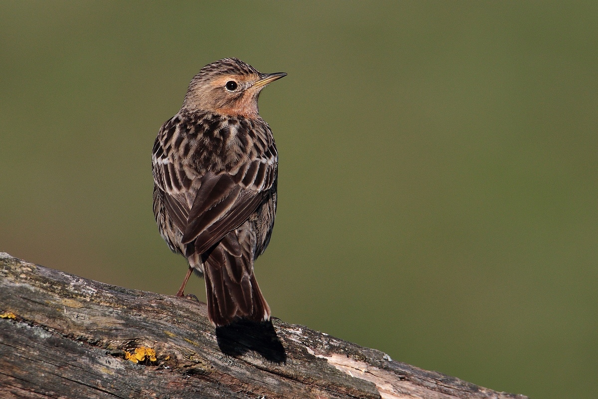golarossa pipit
