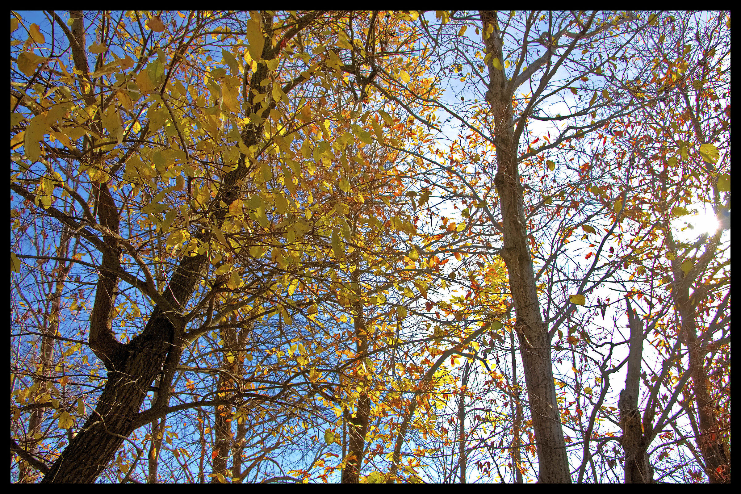 backlight in November