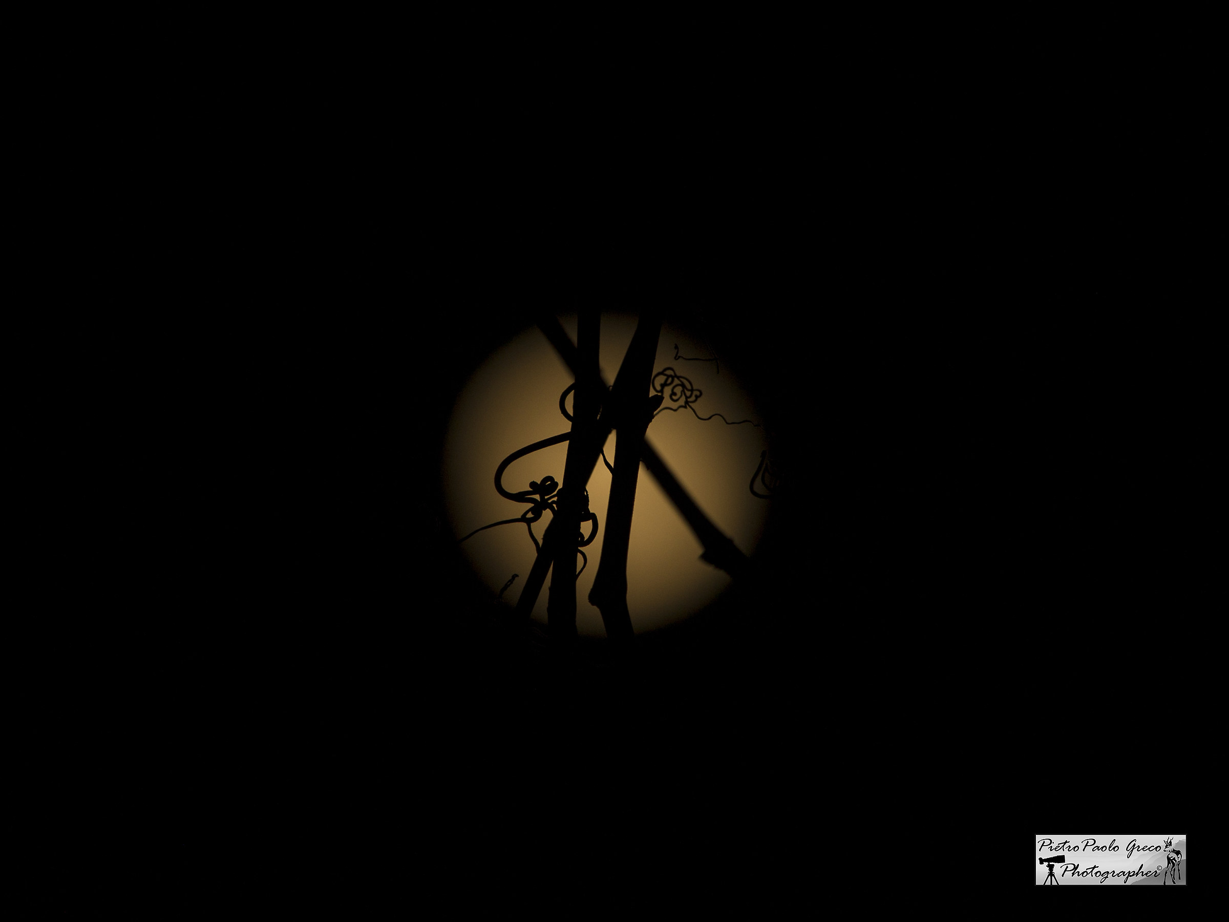 The moon in the vineyard