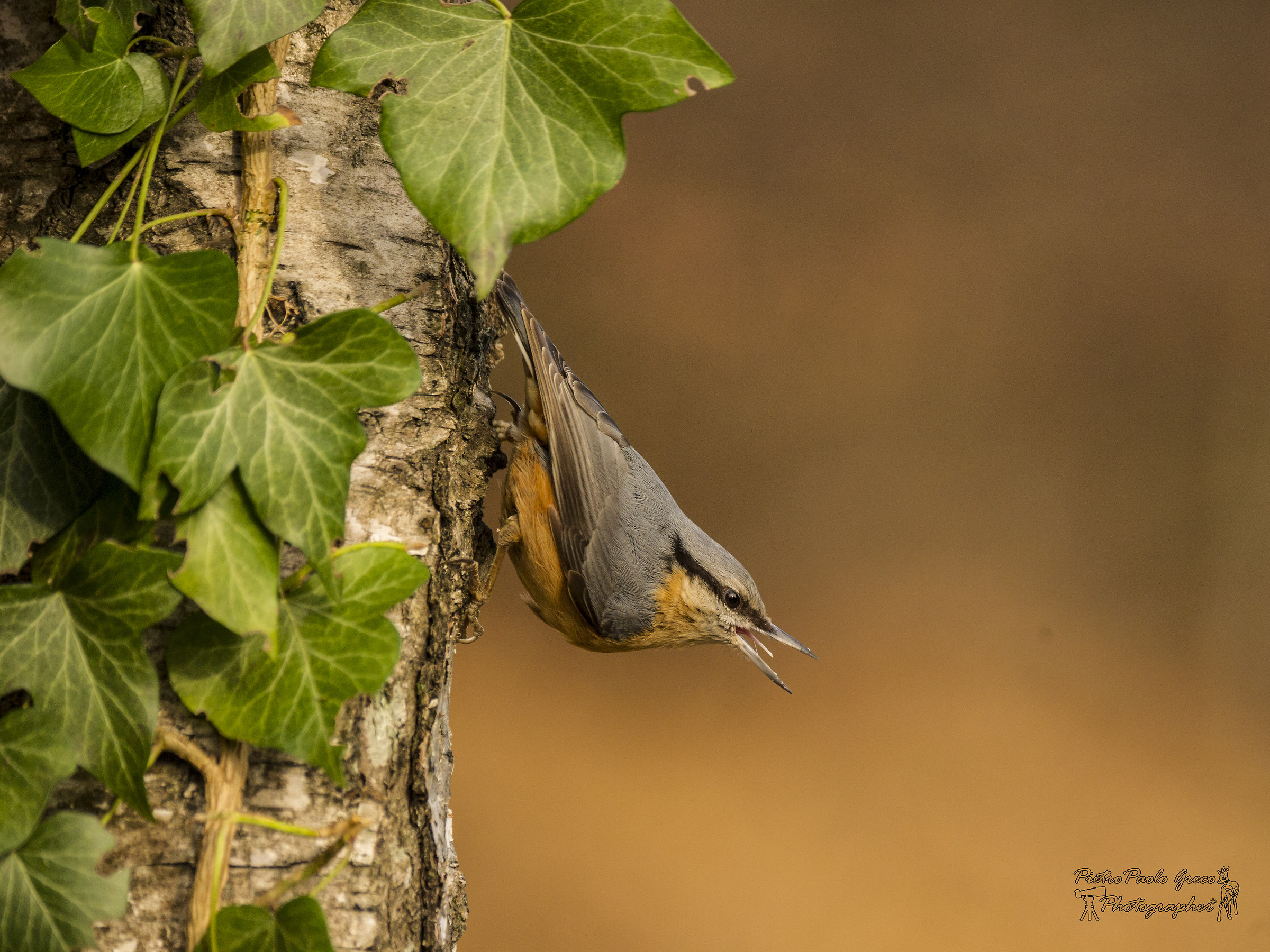 Nuthatch