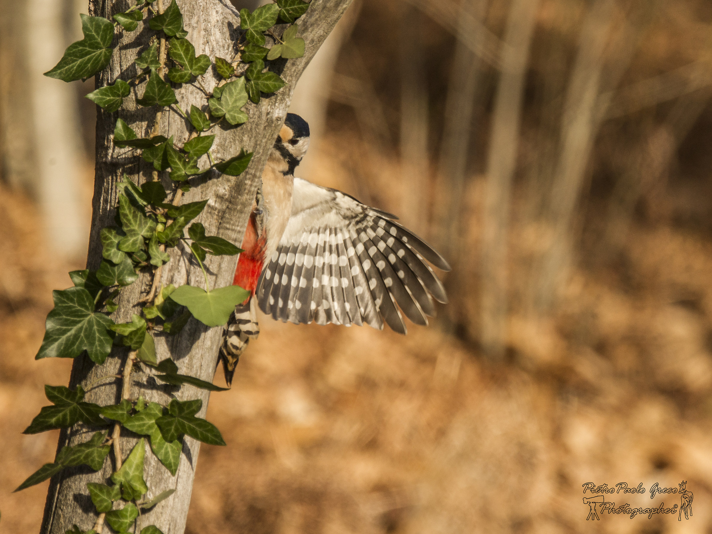 Great male woodpecker