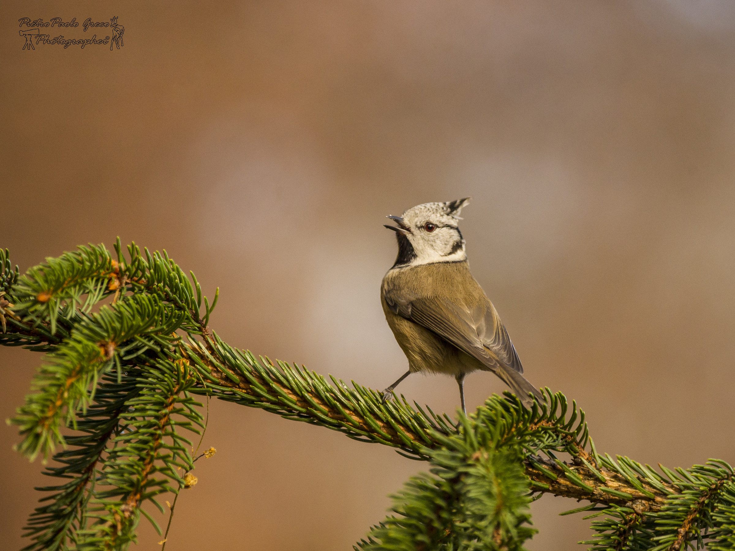 Crested tit