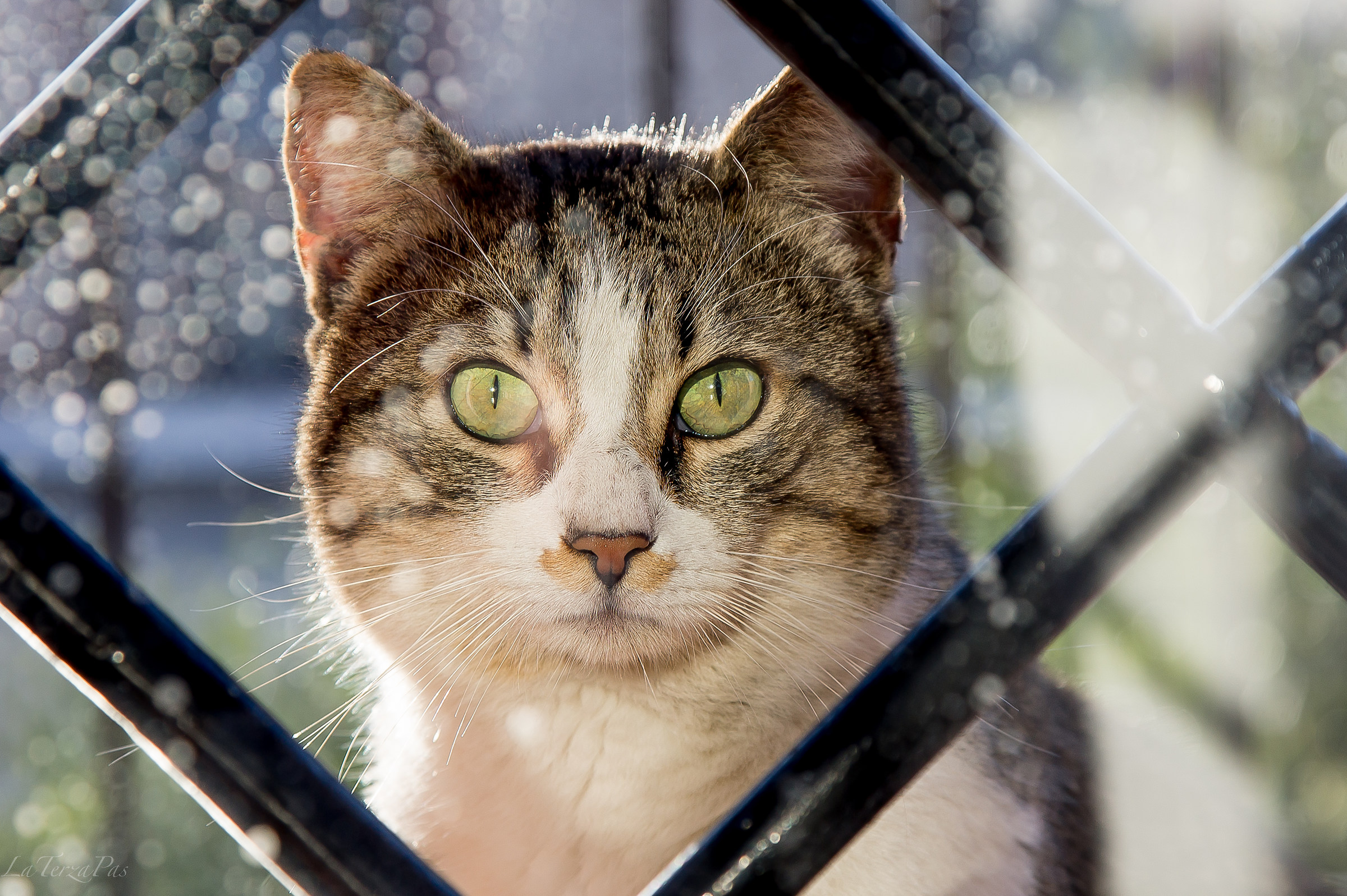 Il gatto dietro la finestra