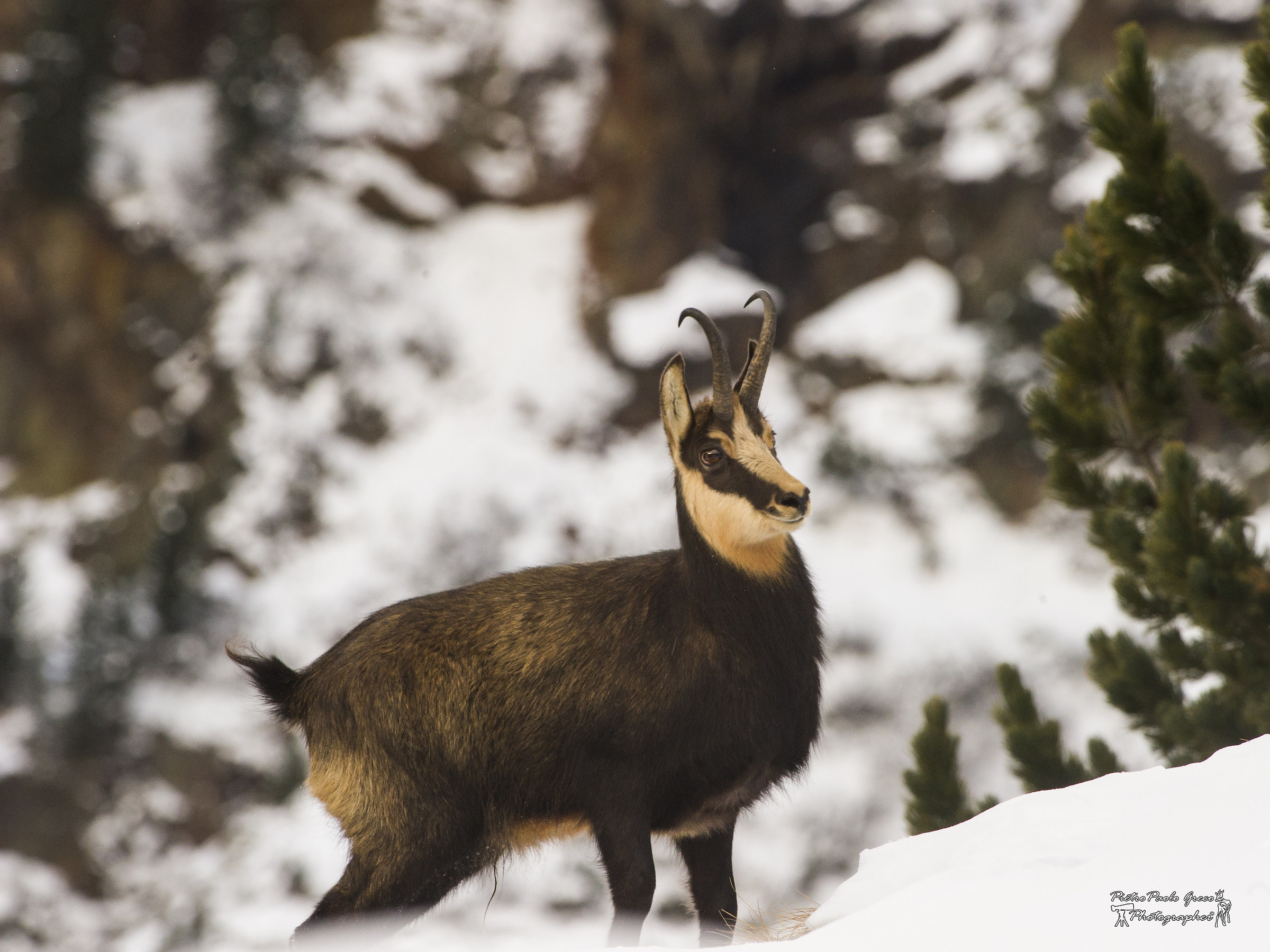 Chamois