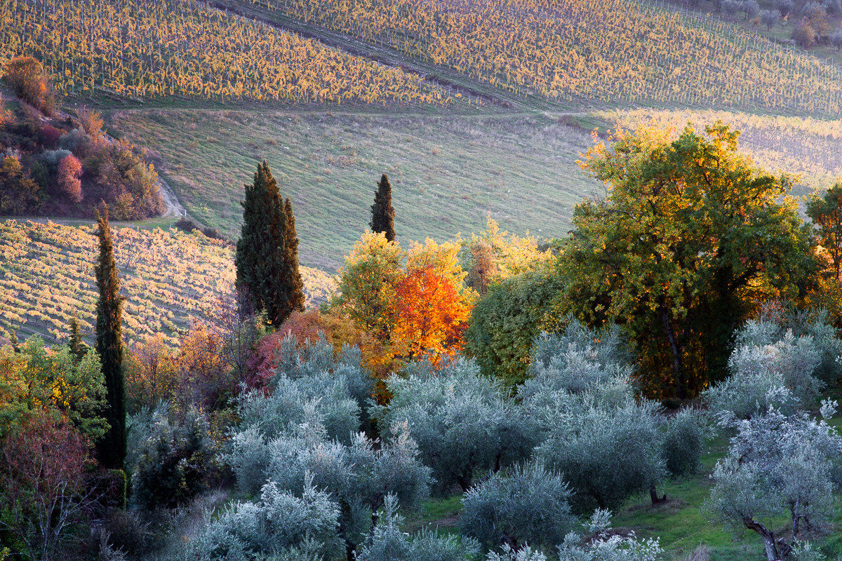 Tuscan Fantasies ...