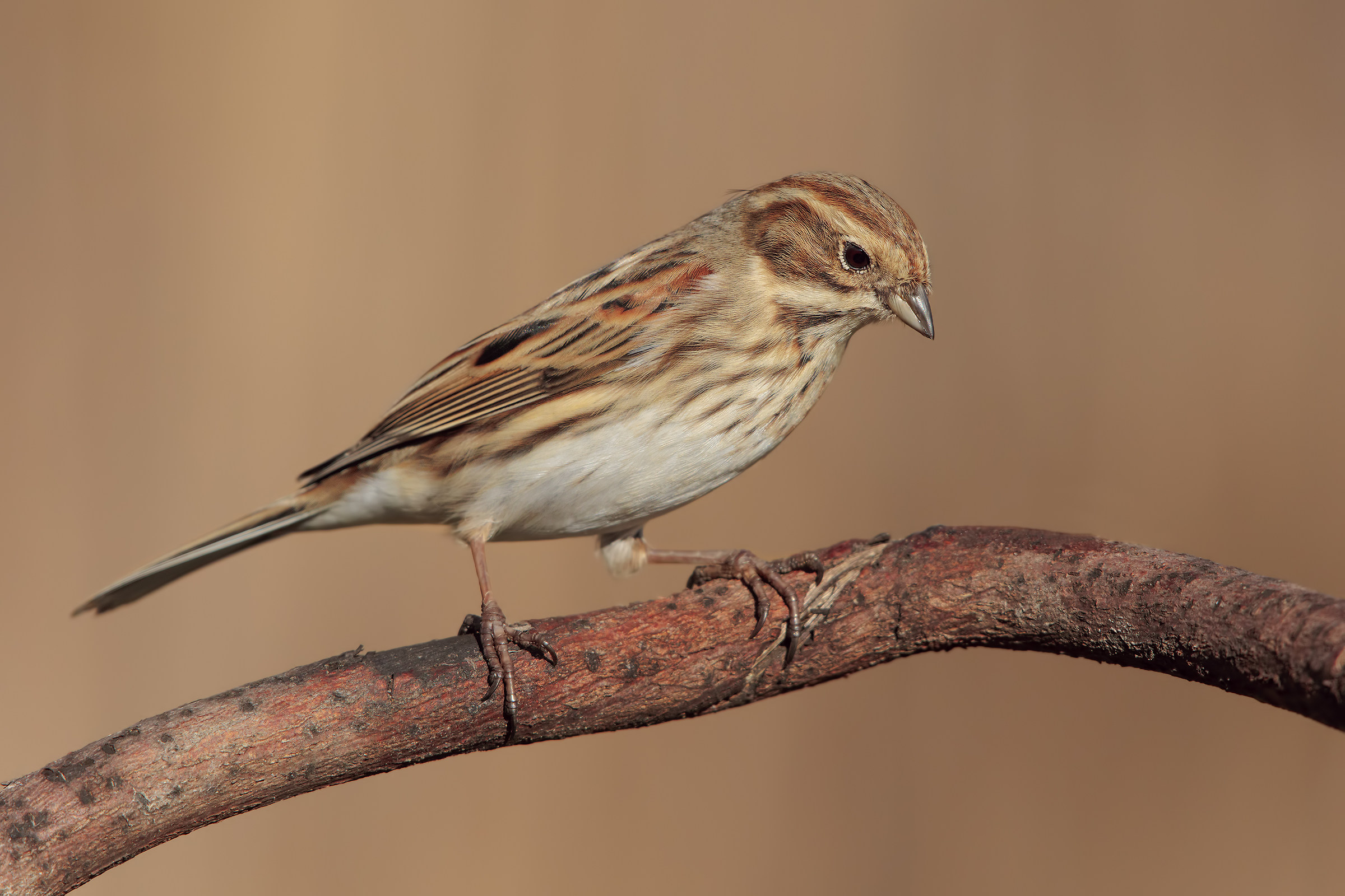 Swamp Migliarino (female)