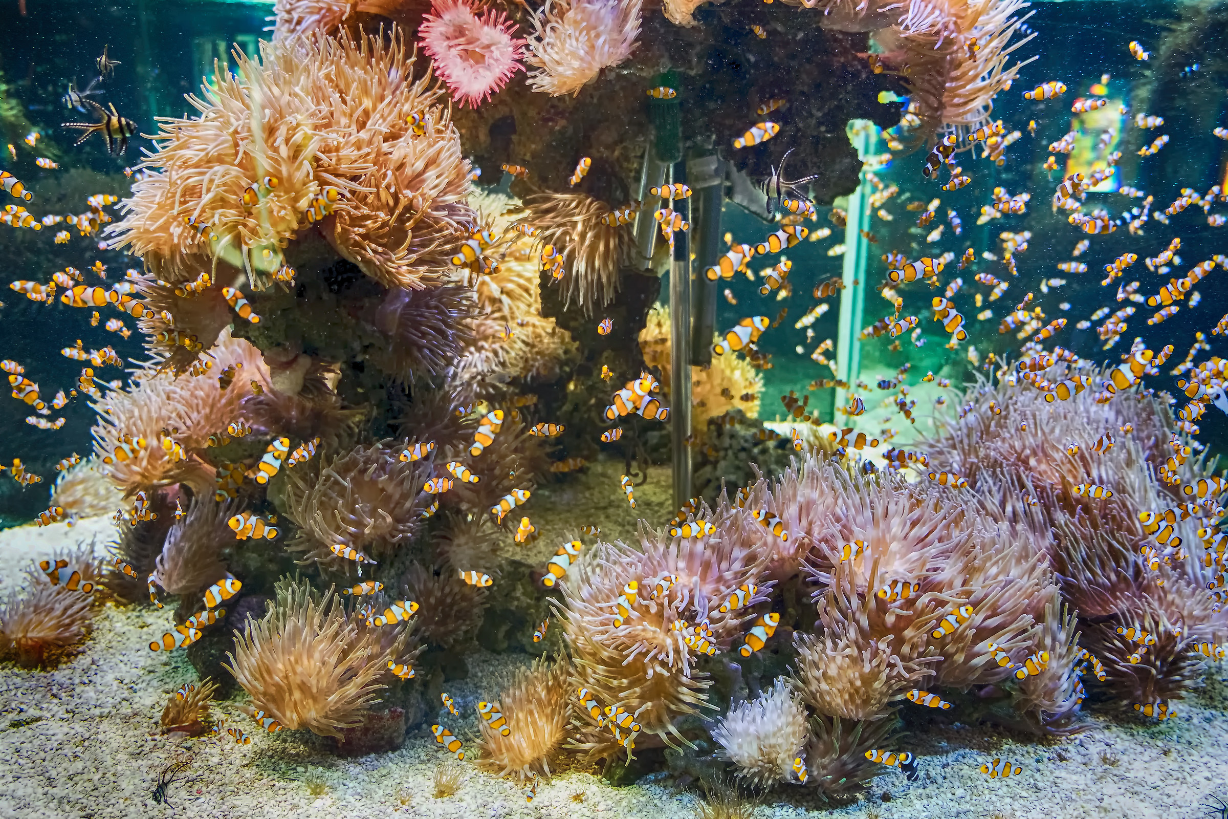 pesci pagliaccio acquario di montecarlo