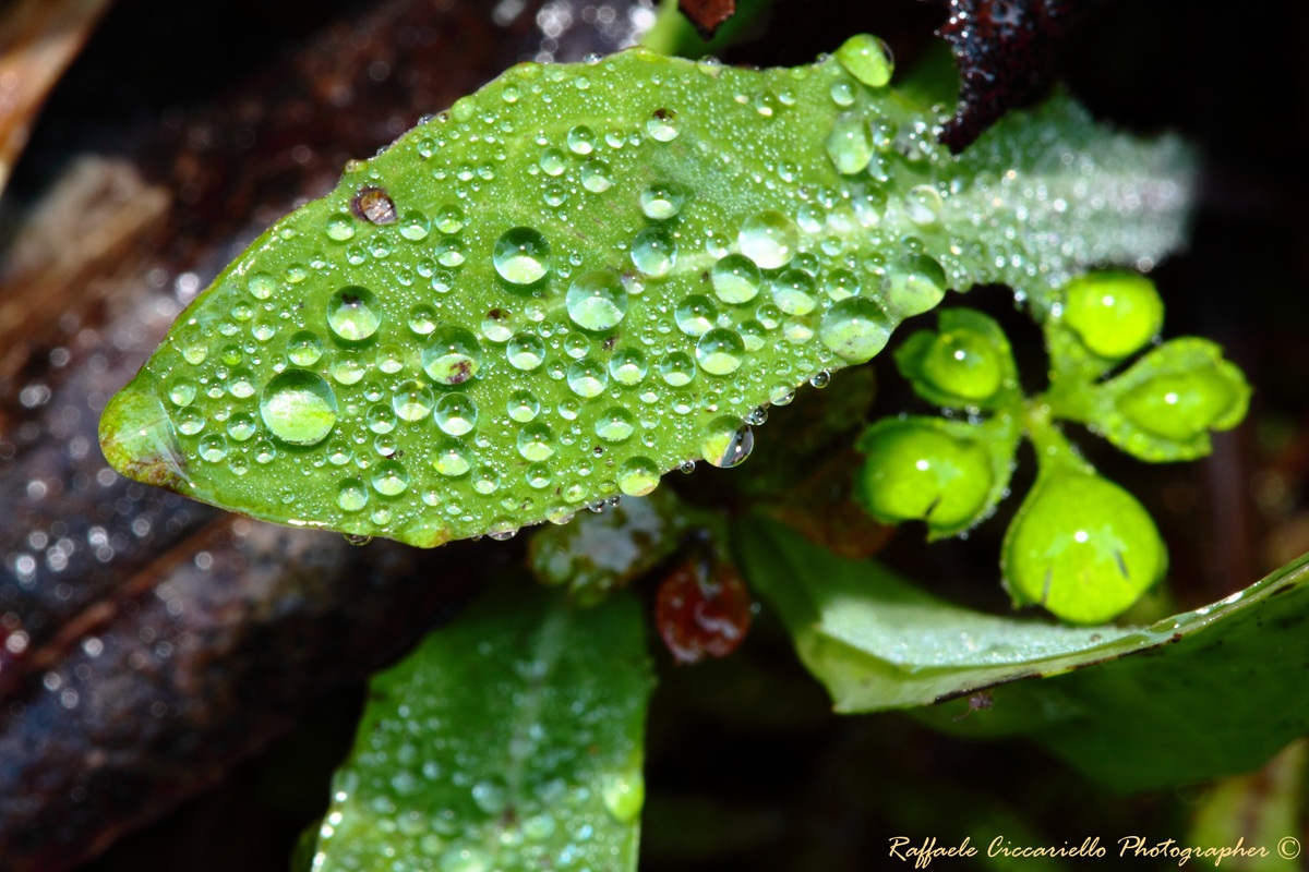 Water Leaf 2