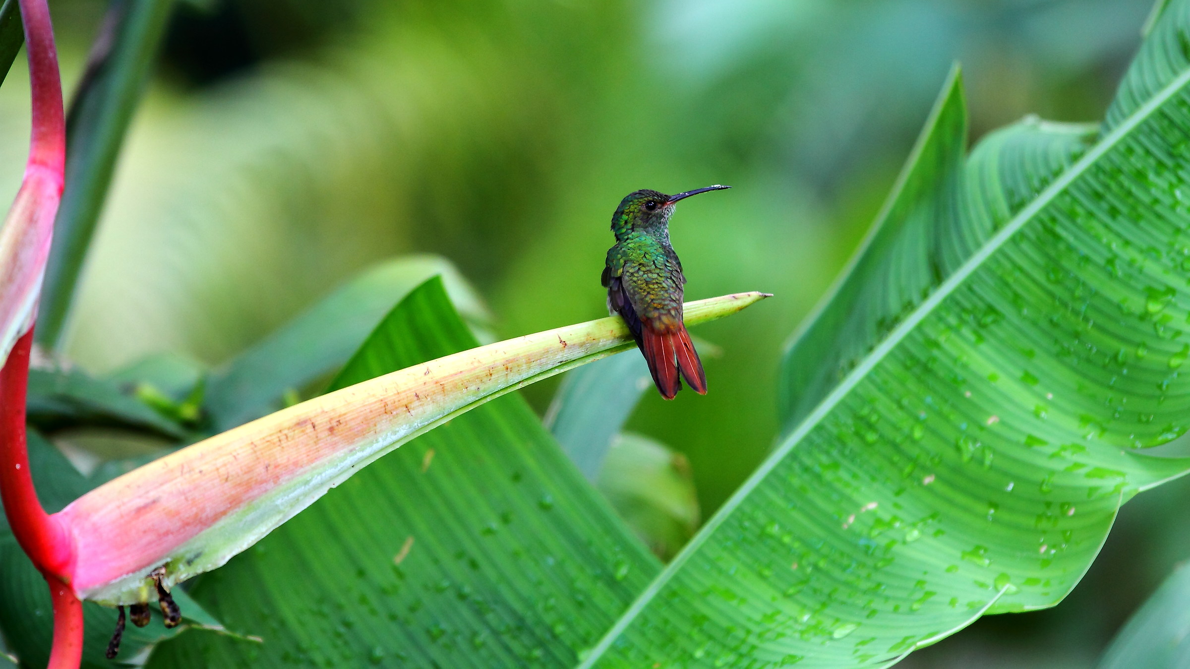 Colibrì, Costa Rica