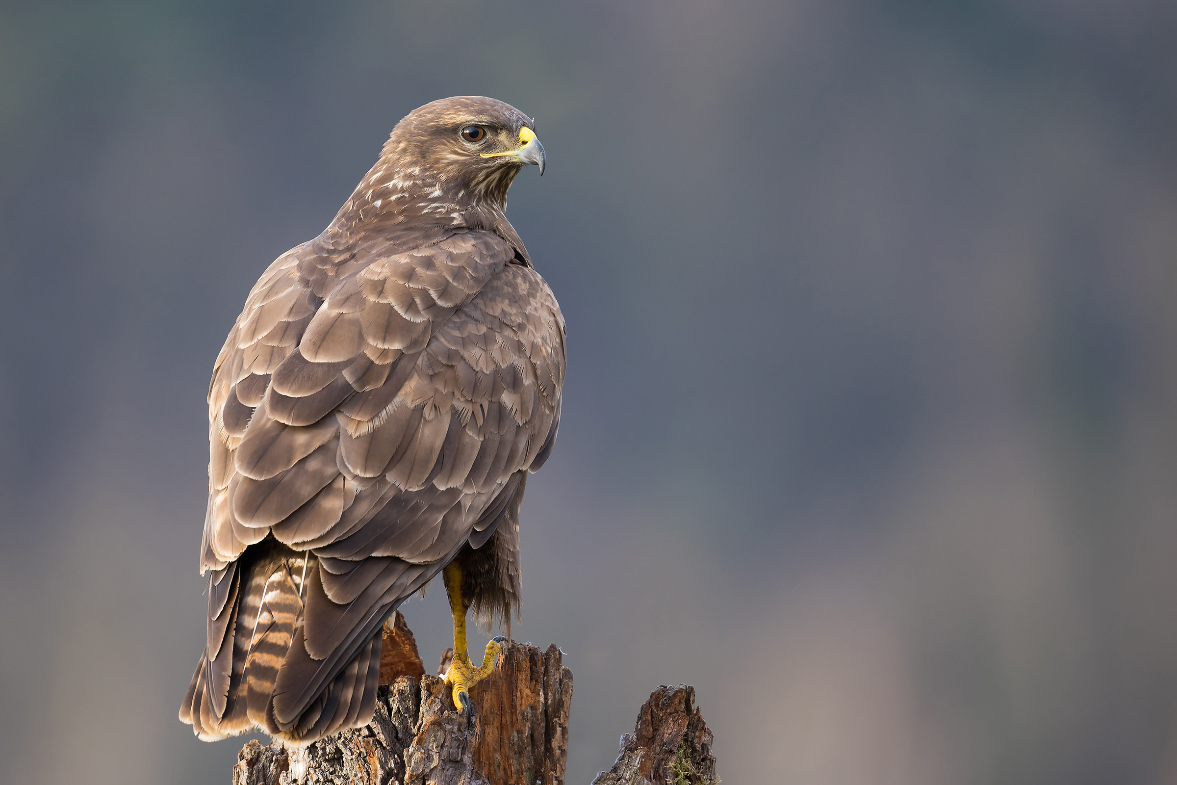 Buteo Buteo
