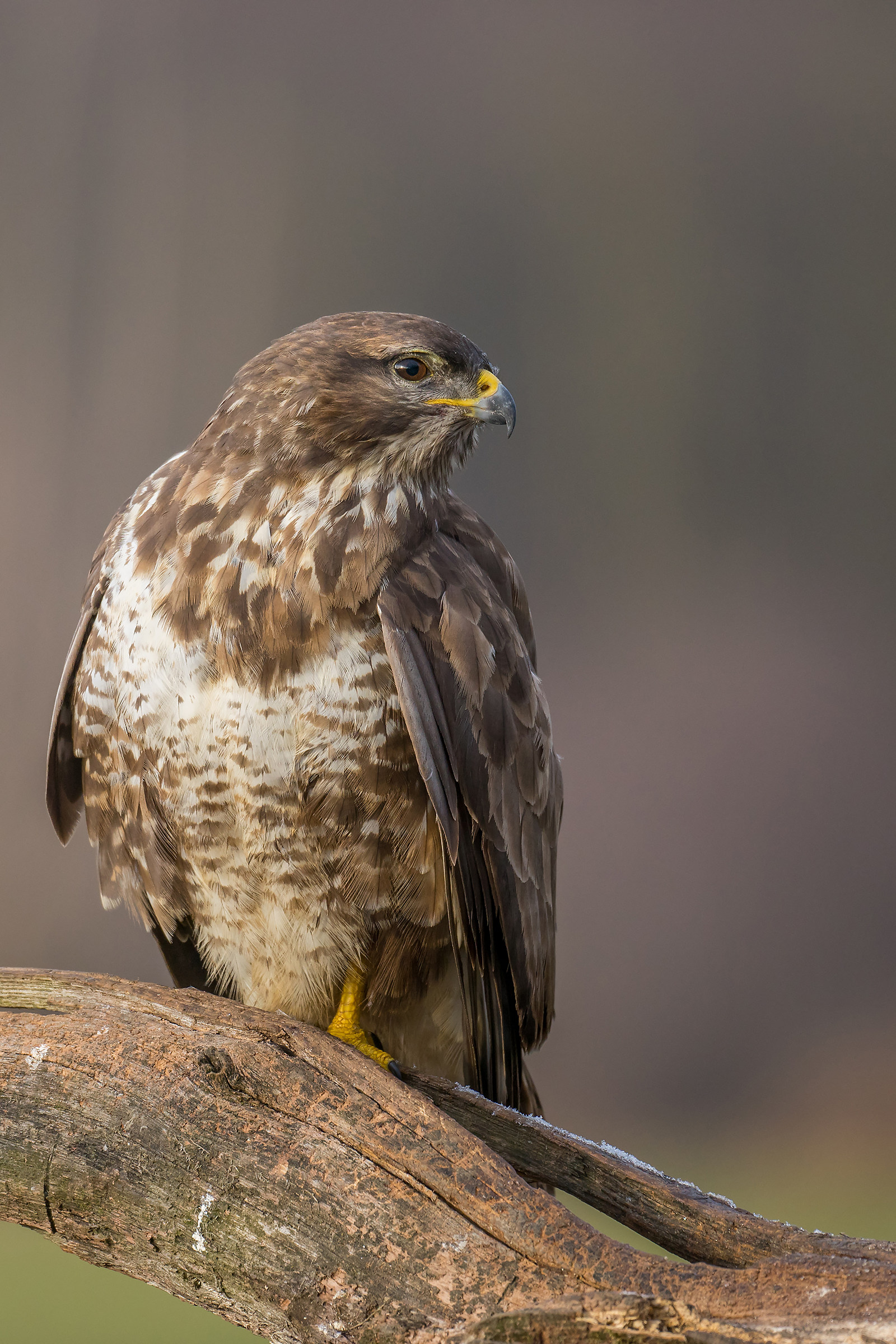 Buteo Buteo