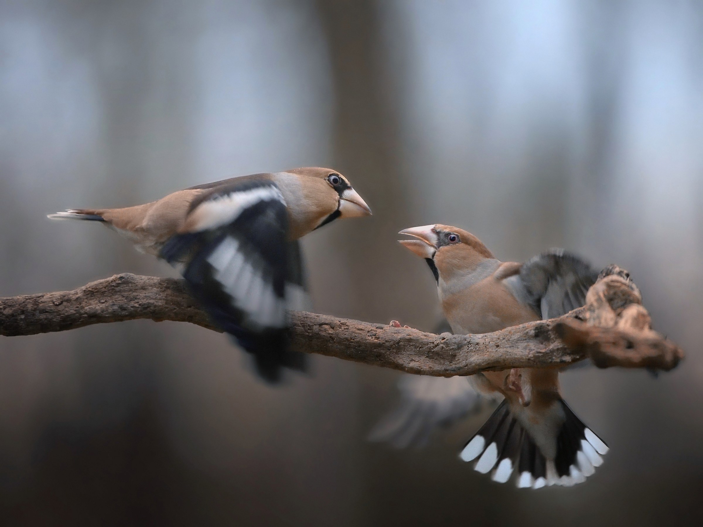 Hawfinches ...