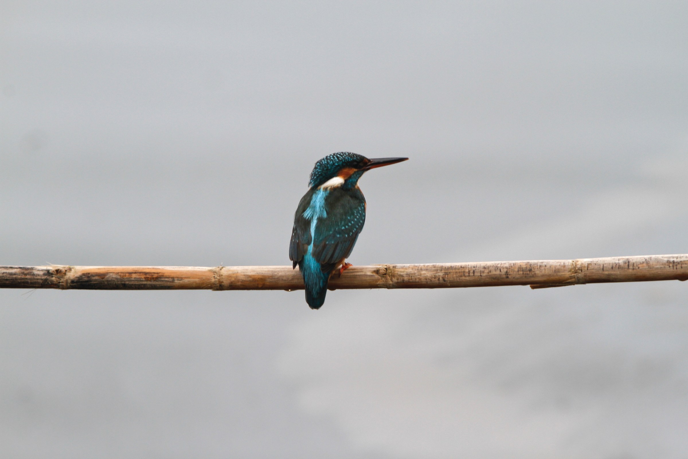 Kingfisher