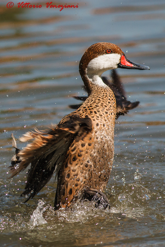 To the bathroom ....