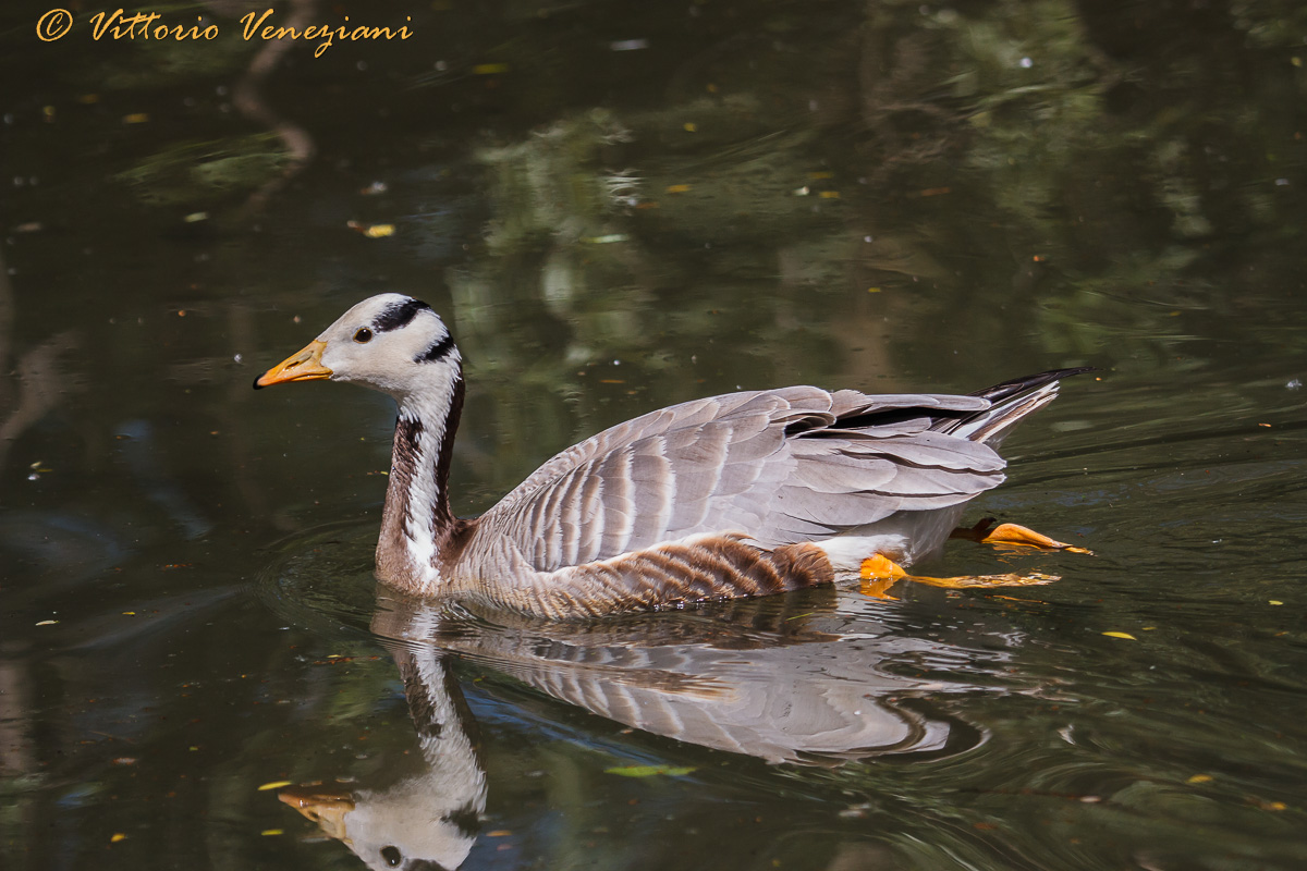 Indian goose