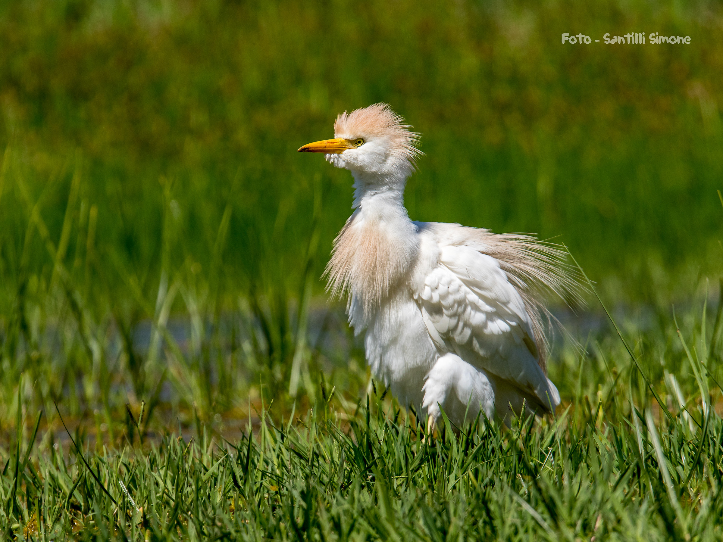 the hardest of the tough