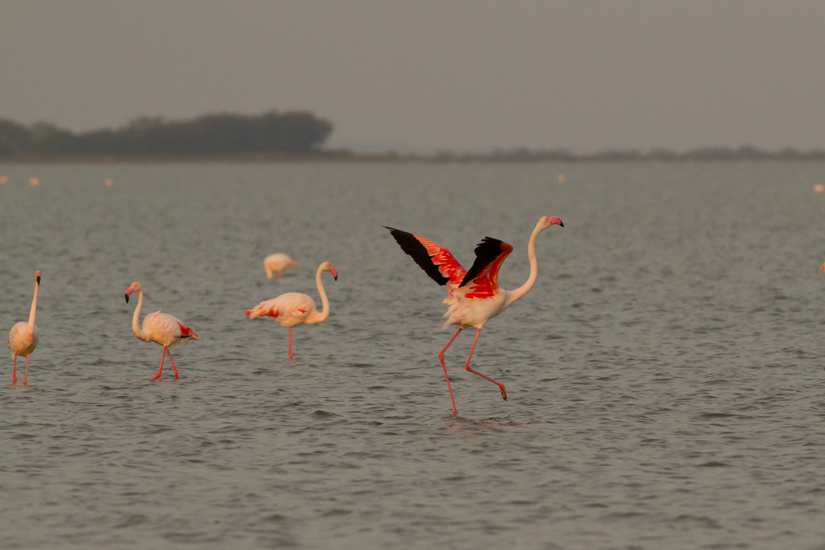 Flamingos at sunset 2