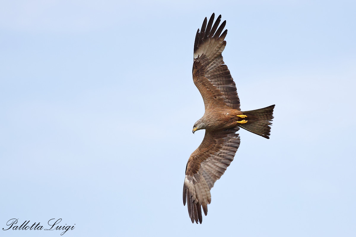 Black Kite (Milvus migrans)