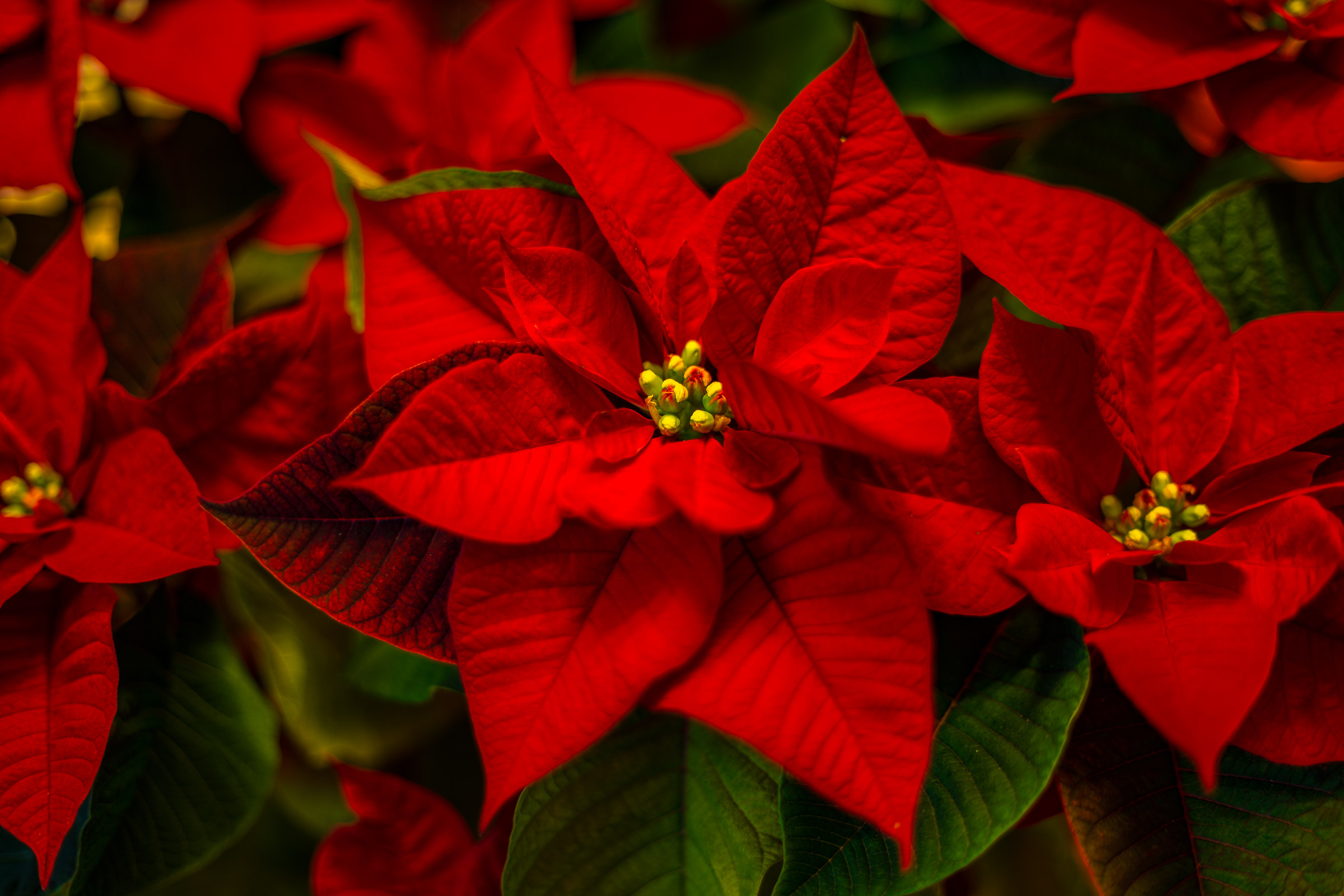 Euphorbia Pulcherrima