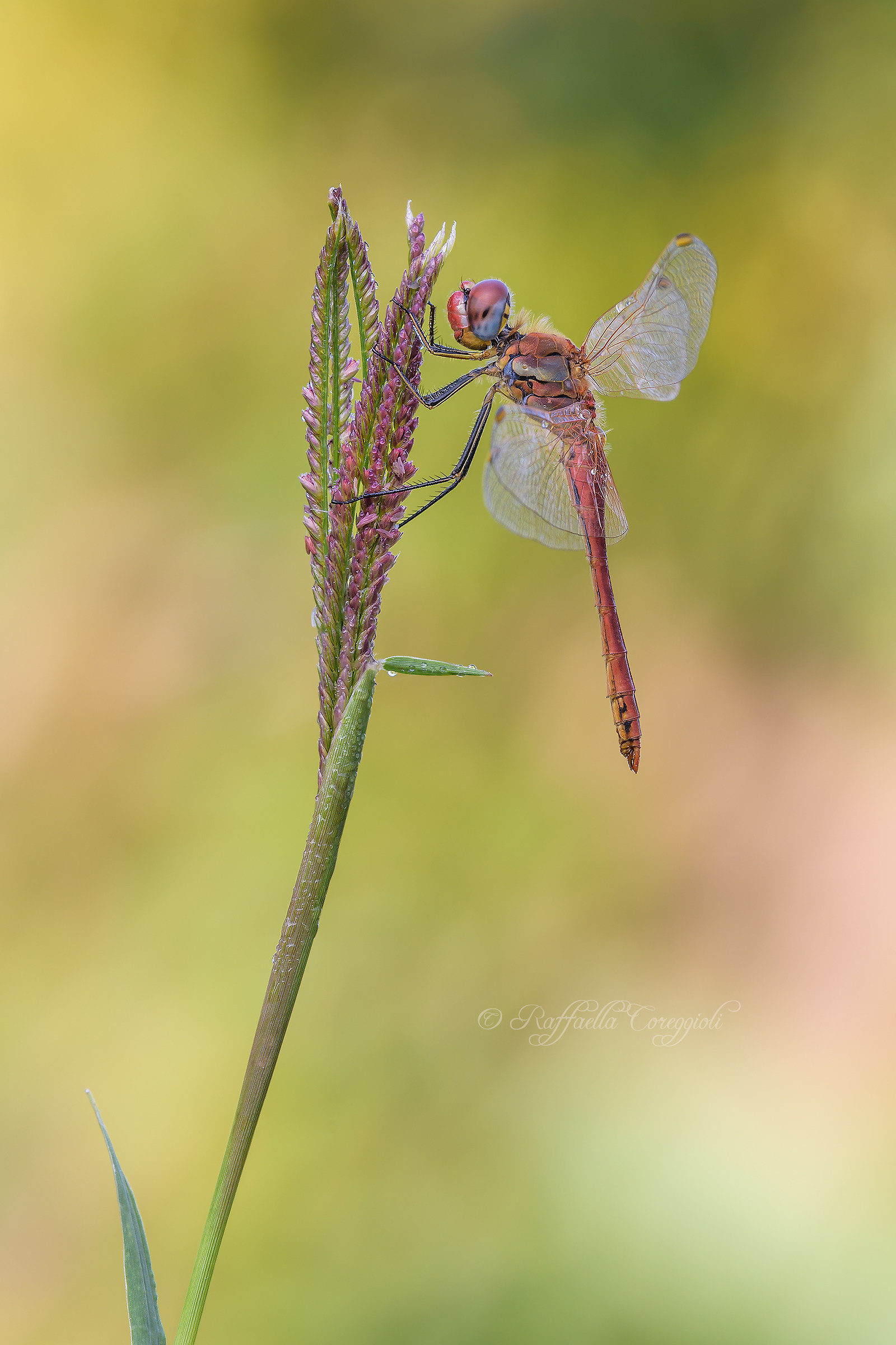 Sympetrum fonscolombii