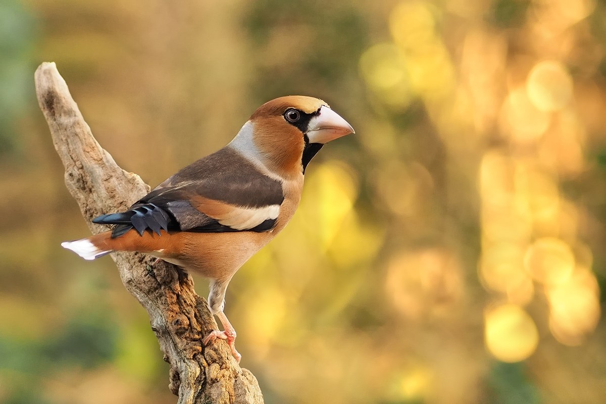 hawfinch