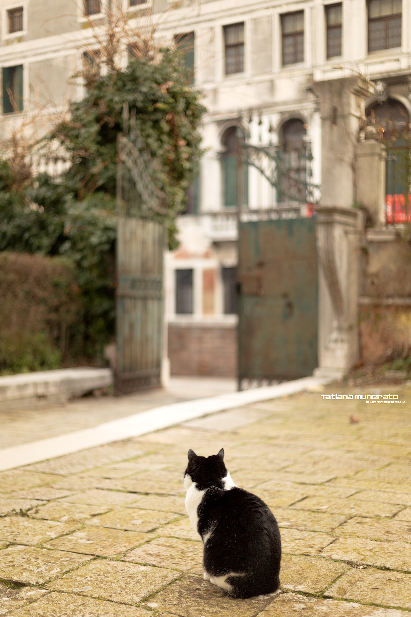 Enea, gatto a Dorsoduro