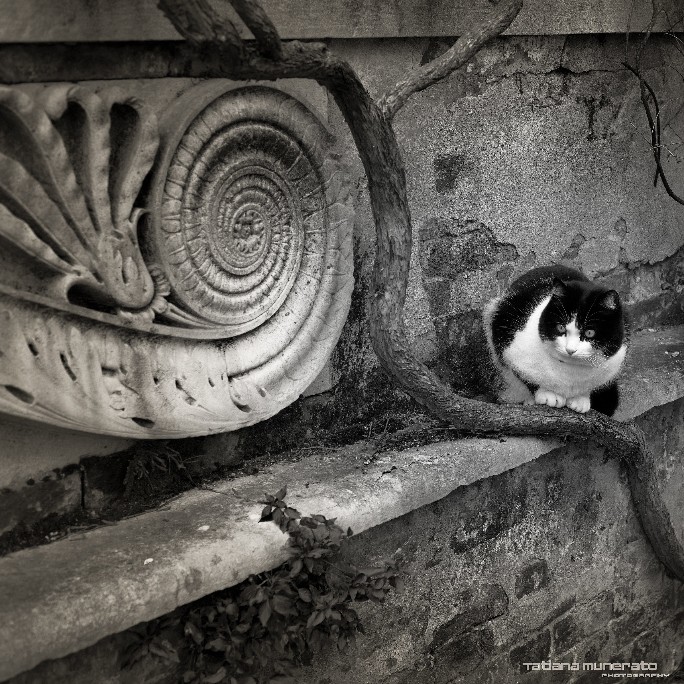 Enea, gatto a Dorsoduro