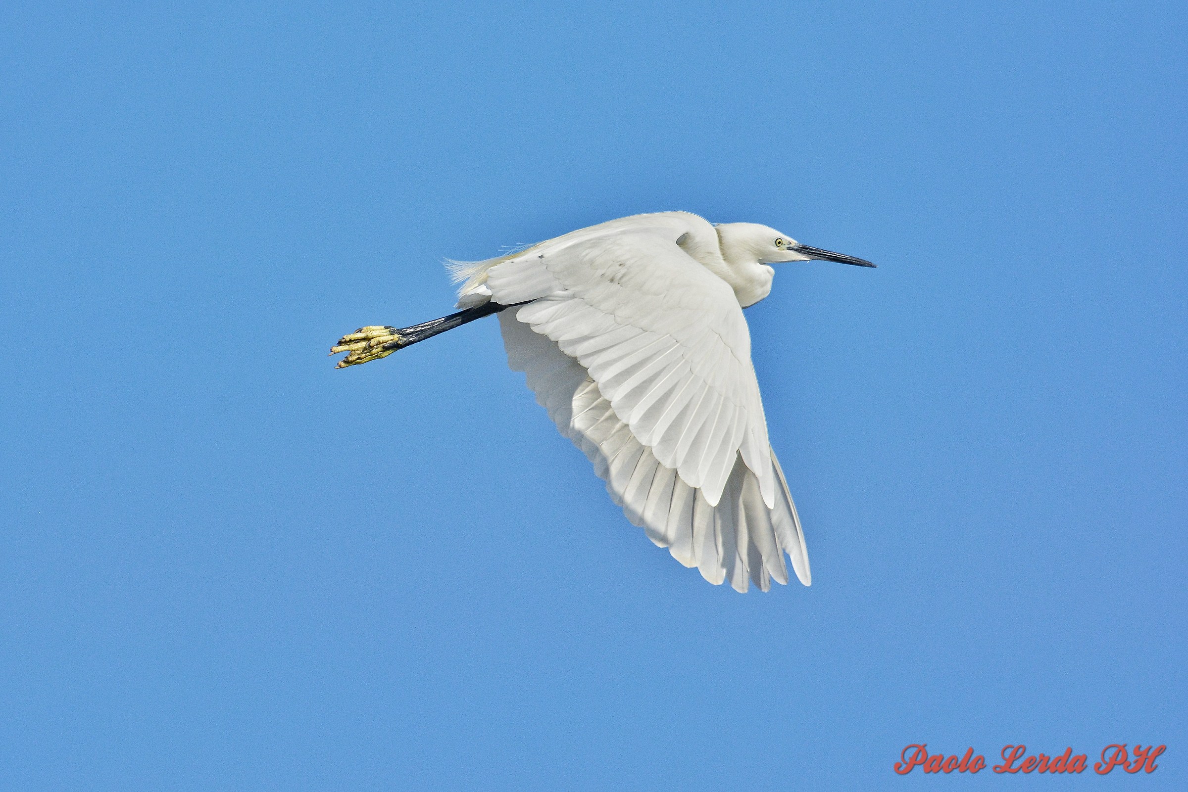 Garzetta...in decollo