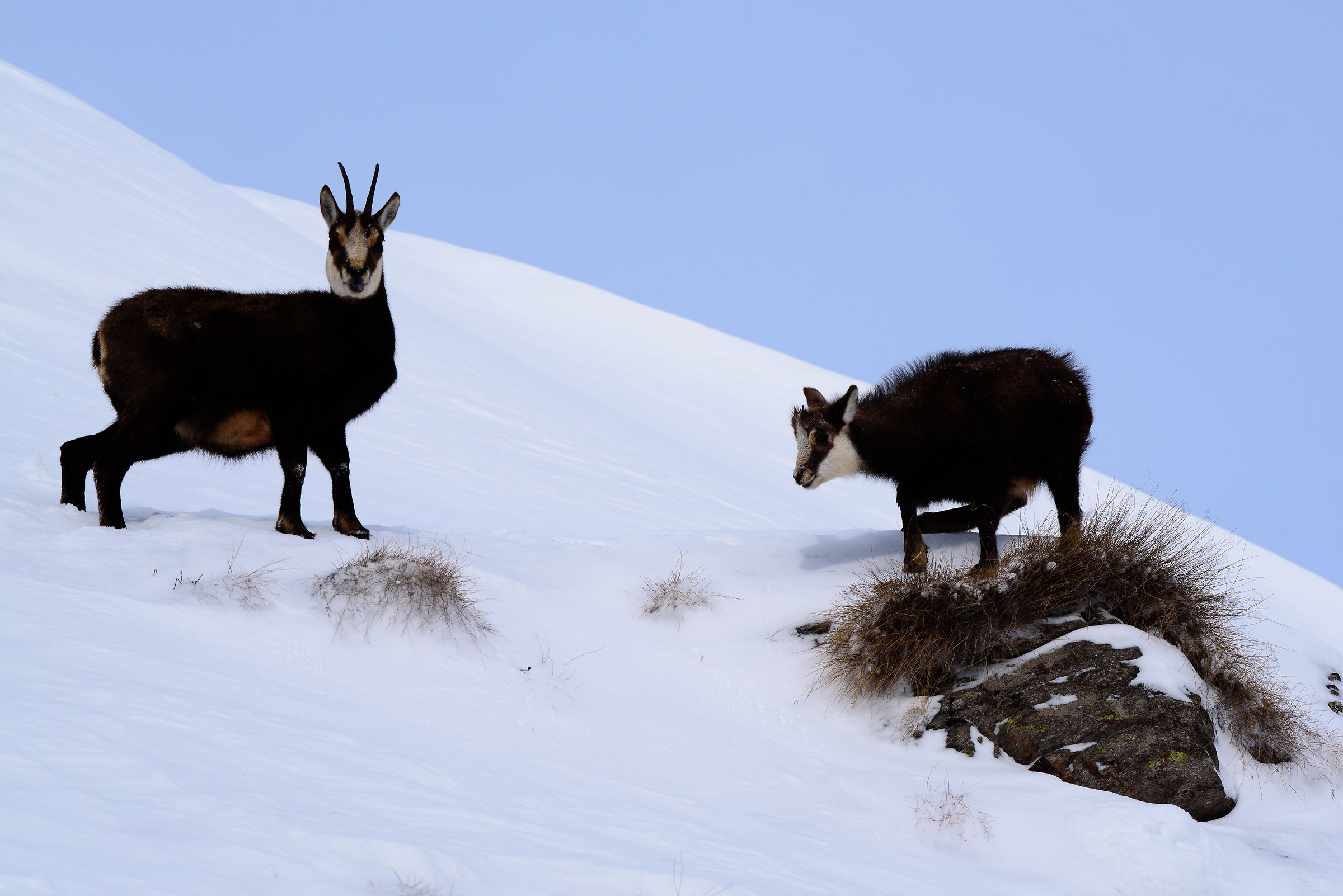 Chamois