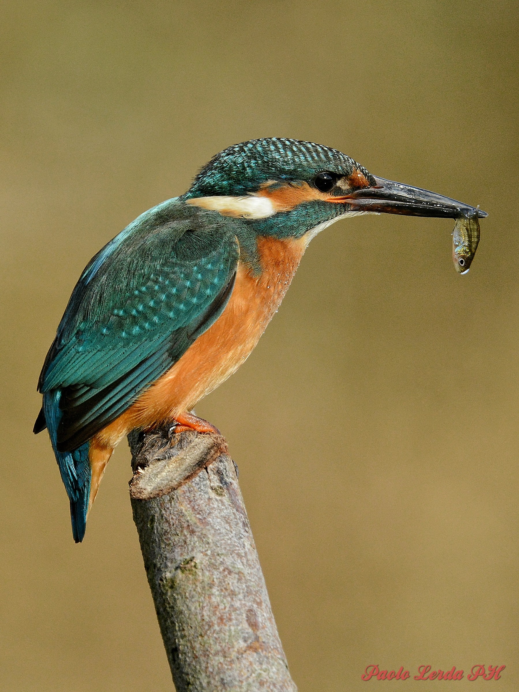 Martino ha fatto un salto in pescheria....