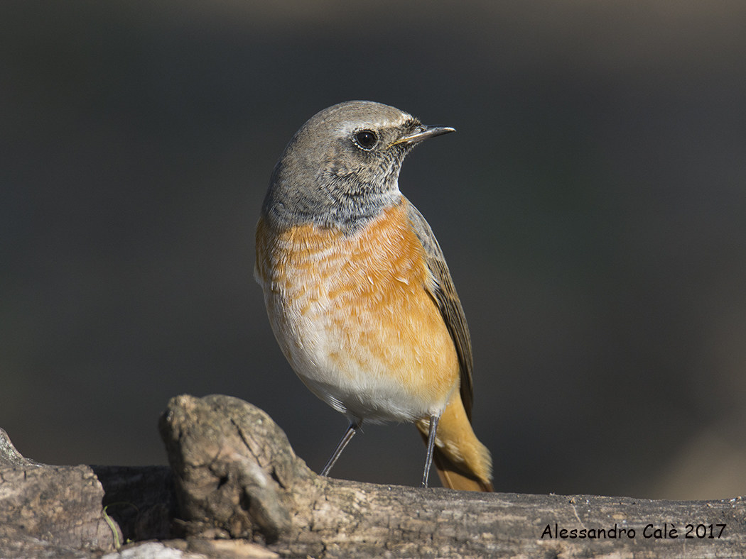 Phoenicurus phoenicurus (Redstart) 3049