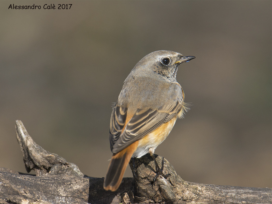Phoenicurus phoenicurus (Codirosso) 3127
