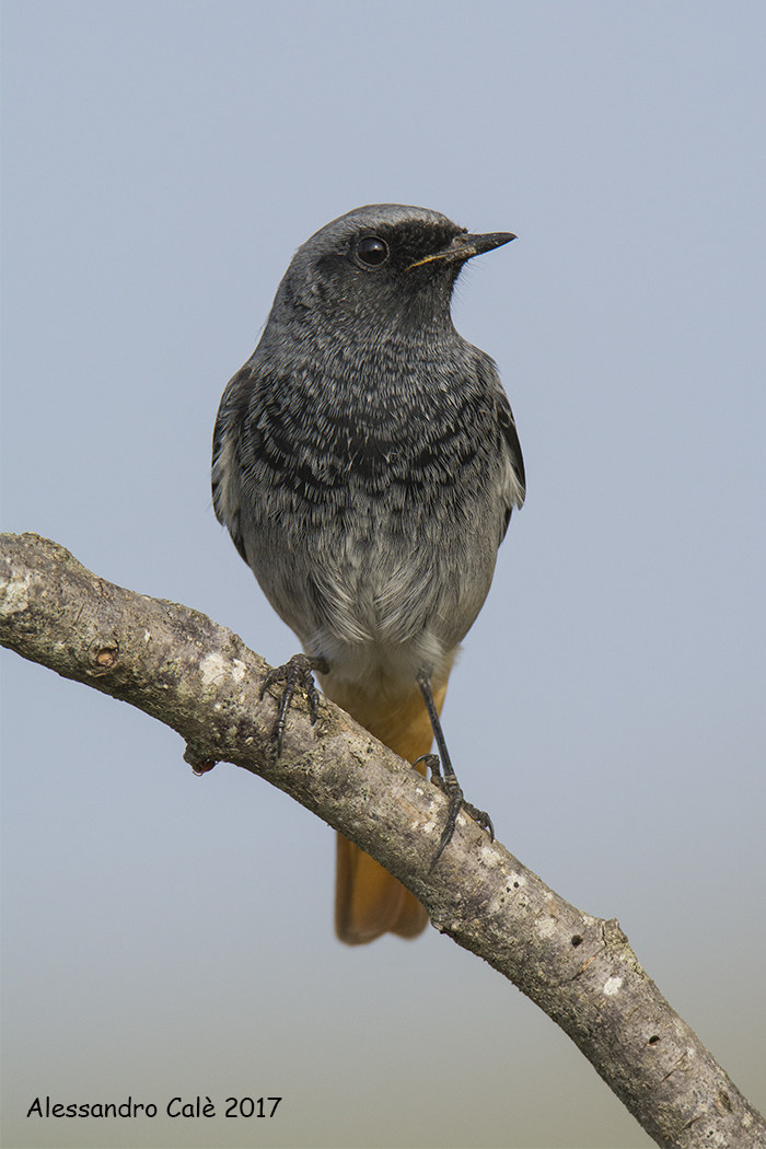 Phoenicurus ochruros (Redstart swallowtail) 3441