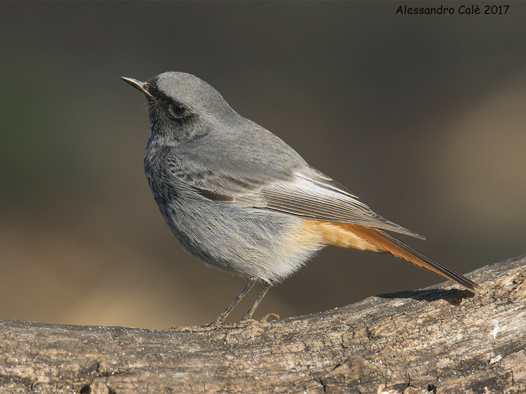 Phoenicurus ochruros (Redstart swallowtail) 3519