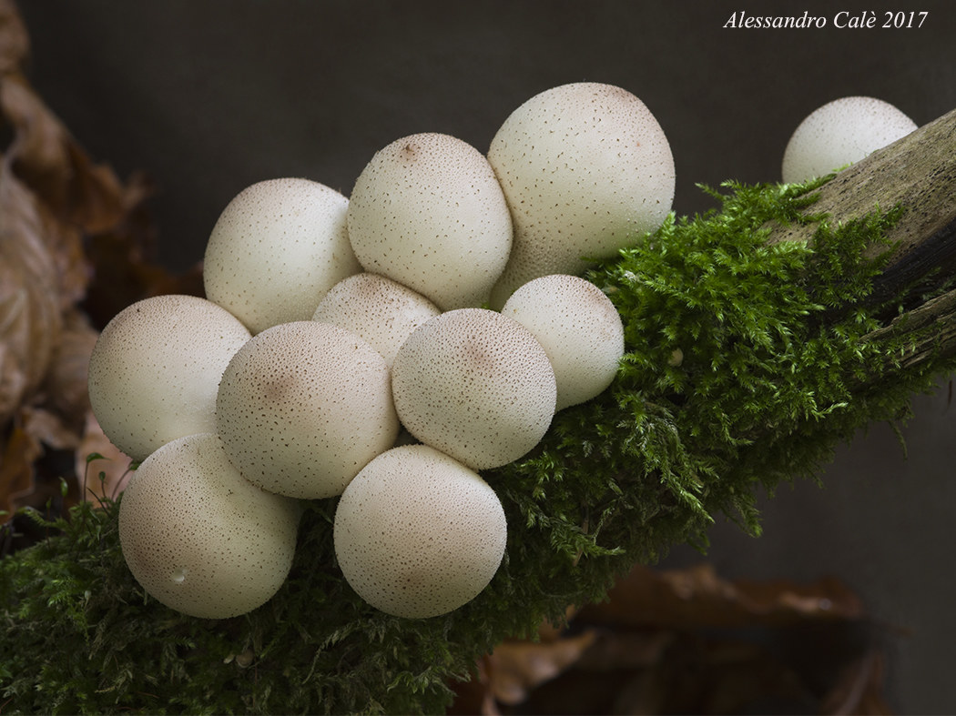 Lycoperdon pyriforme (Vescia dei strappi) 4389